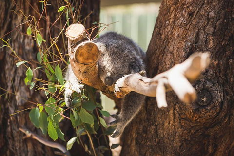 Small-Group Phillip Island Day Trip From Melbourne - Tourism Townsville 2