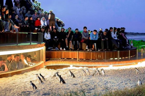 Small-Group Phillip Island Day Trip From Melbourne - Tourism Townsville 4