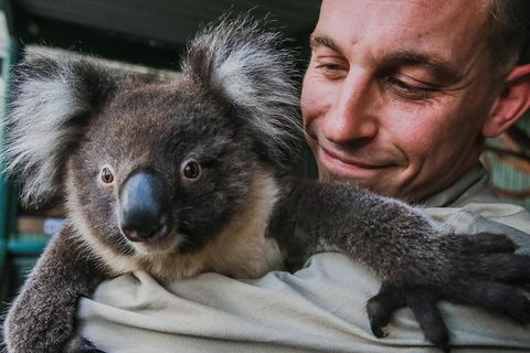 Kangaroos & Koala Encounter Experience (Half Day Private Tour) - Tourism Townsville 0