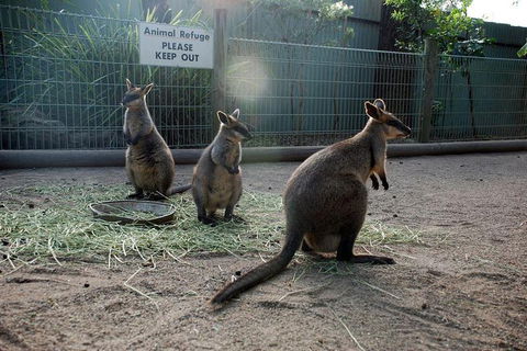 Kangaroos & Koala Encounter Experience (Half Day Private Tour) - Tourism Townsville 2