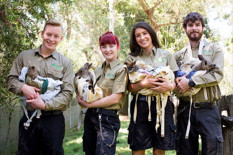 Kangaroos & Koala Encounter Experience (Half Day Private Tour) - Tourism Townsville 3