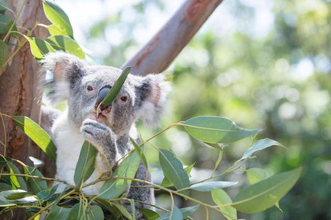 Kangaroos & Koala Encounter Experience (Half Day Private Tour) - Tourism Townsville 5