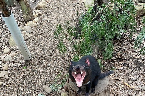 Featherdale Wildlife Park General Admission - Tourism Townsville 1