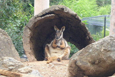 Featherdale Wildlife Park General Admission - Tourism Townsville 2