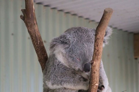 Featherdale Wildlife Park General Admission - Tourism Townsville 3