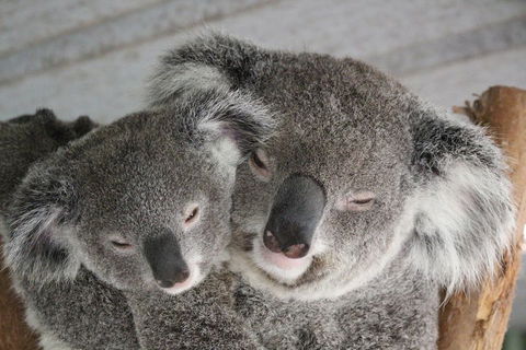 Featherdale Wildlife Park General Admission - Tourism Townsville 4