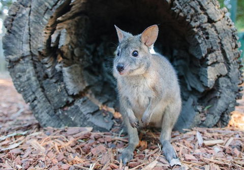 Featherdale Wildlife Park General Admission - Tourism Townsville 5