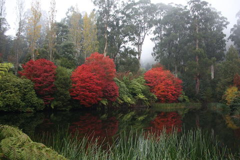 LGBT+ Friendly Full Day Yarra Valley & Dandenong Ranges Private Tour - Tourism Townsville 2