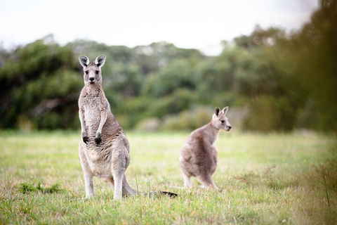 LGBT+ Friendly 3 Day Tour The Grampians, Daylesford & Ballarat - Tourism Townsville 2