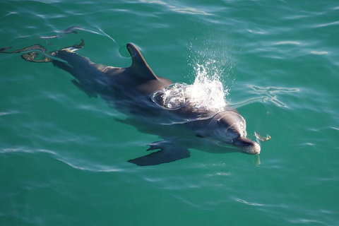 Jervis Bay Dolphin Watch Cruise - Tourism Townsville 1