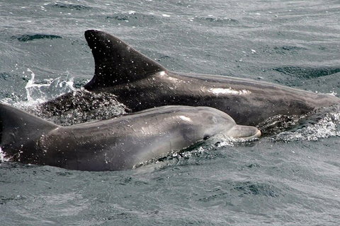 Jervis Bay Dolphin Watch Cruise - Tourism Townsville 2