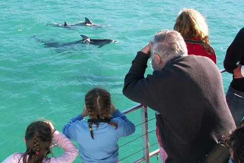 Jervis Bay Dolphin Watch Cruise - Tourism Townsville 4