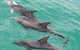 Jervis Bay Dolphin Watch Cruise - thumb 5