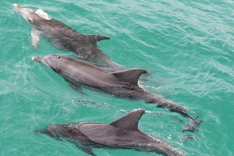 Jervis Bay Dolphin Watch Cruise - Tourism Townsville 5
