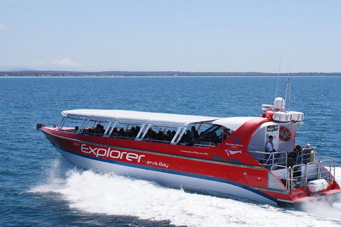 Whale Watching Jervis Bay - Tourism Townsville 1