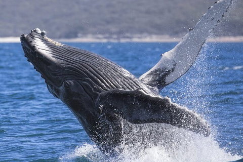 Whale Watching Jervis Bay - Tourism Townsville 2