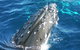 Whale Watching Jervis Bay - thumb 3