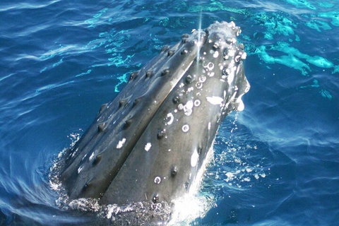 Whale Watching Jervis Bay - Tourism Townsville 3