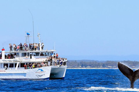 Whale Watching Jervis Bay - Tourism Townsville 4