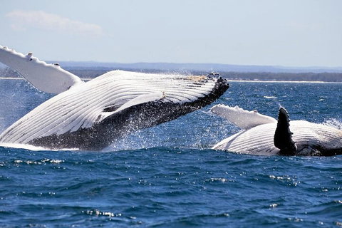 Whale Watching Jervis Bay - Tourism Townsville 5
