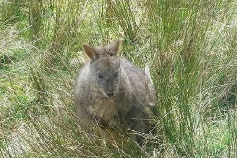 Leven Canyon Day Trip Including Wings Wildlife Park Or Gunns Plains Caves - Tourism Townsville 3