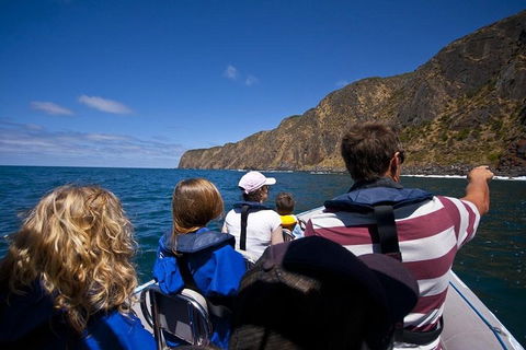 Seal Island Boat Tour From Victor Harbor - Tourism Townsville 0