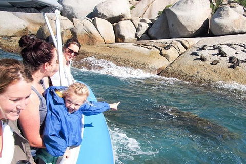 Seal Island Boat Tour From Victor Harbor - Tourism Townsville 4