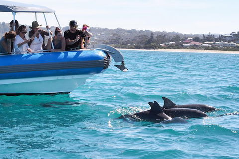 Seal Island Boat Tour From Victor Harbor - Tourism Townsville 5