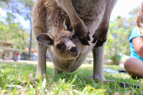 Luxury Hunter Valley Wildlife, Wine & Vodka Tasting Tour From Sydney - Tourism Townsville 3