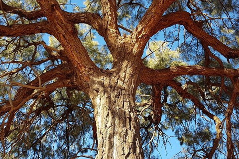 Mount Conner 4WD Small Group Tour From Ayers Rock Including Dinner - Tourism Townsville 3