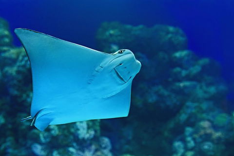 Cairns Aquarium Admission Ticket - Tourism Townsville 2