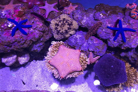 Cairns Aquarium Admission Ticket - Tourism Townsville 5