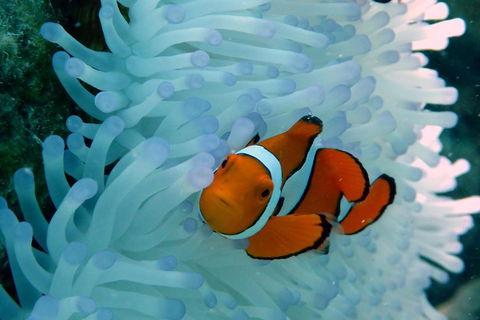 Seastar Luxury Outer Great Barrier Reef Island And Reef Tour From Cairns - Tourism Townsville 0