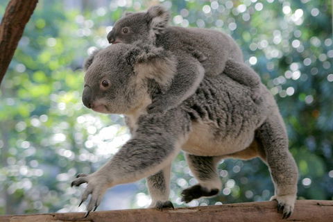 Lone Pine Koala Sanctuary Admission With Brisbane River Cruise - Tourism Townsville 0