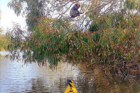 Kangaroo Island Self-Guided Kayaking On The Harriet River - Tourism Townsville 4